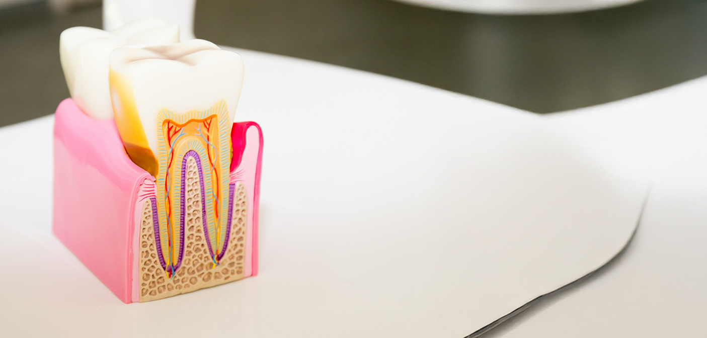 Model of a tooth showing the layers inside of it